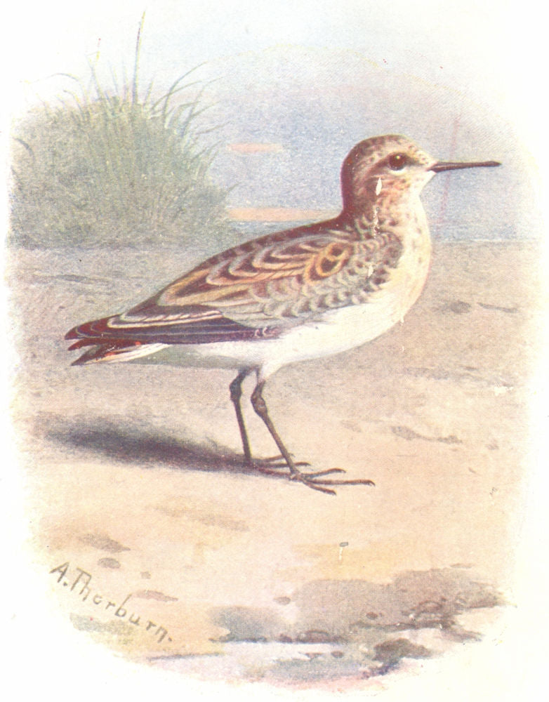 BIRDS. Little Stint  1901 old antique vintage print picture
